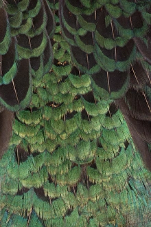Images Dated 14th November 2011: Melanistic Pheasant feather pattern