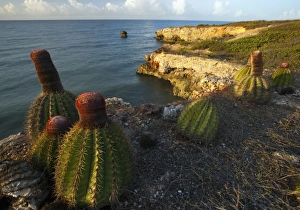 Images Dated 30th June 2009: Melon cactus along the Meseta trail, Melocactus intortus, Guanica dry forest, Puerto Rico