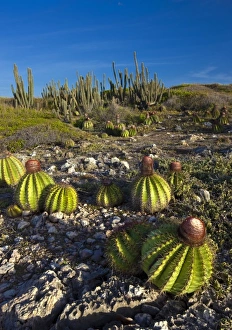 Images Dated 30th June 2009: Melon cactus along the Meseta trail, Melocactus intortus, Guanica dry forest, Puerto Rico