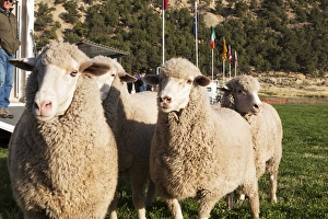 Trial Prints: Merino Sheep, flags in background