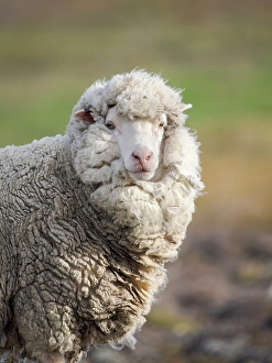 Falkland Prints: Merino sheep. Sheep farming is still of great economic importance to the Falkland Islands