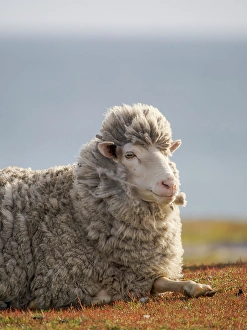 Subantarctic Prints: Merino sheep. Sheep farming is still of great economic importance to the Falkland Islands
