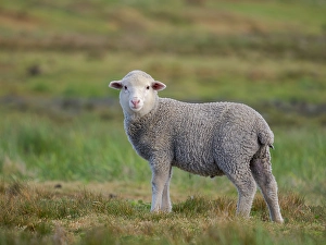 Subantarctic Prints: Merino sheep. Sheep farming is still of great economic importance to the Falkland Islands
