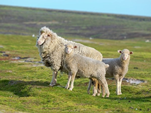 Subantarctic Prints: Merino sheep. Sheep farming is still of great economic importance to the Falkland Islands