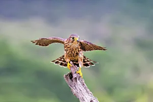 Raptor Prints: Merlin landing on stump
