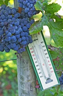 Merlot grapes at Chateau la Grave Figeac, a thermometer can be useful to know how