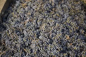 Merlot Grapes, Harvest, Rattlesnake Hills Wine Trail, Yakima Valley, Eastern Washington State
