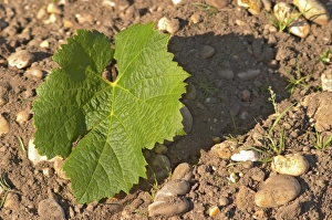 Cultivate Prints: A Merlot leaf - the leaf is round and has not so deep separation between the lobes