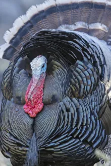 Images Dated 10th November 2021: Merriams turkey close-up