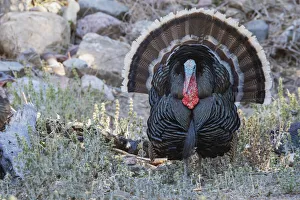 Merriams turkey courtship display