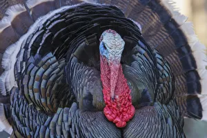 Images Dated 10th November 2021: Merriams turkey courtship display