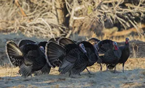 Nature Prints: Merriams turkeys, competing toms
