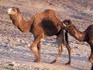 Dromedary Prints: Merzouga: camel, dromeday