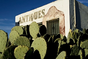 Images Dated 11th December 2009: Mesilla, New Mexico, United States. Prickly pear cactus and antique shop