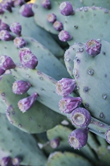 Prickly Pear Prints: Mesilla, New Mexico, United States. Prickly pear cactus