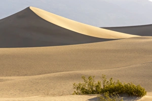 Stark Prints: Mesquite Flat Sand Dunes at dawn, Death Valley, California