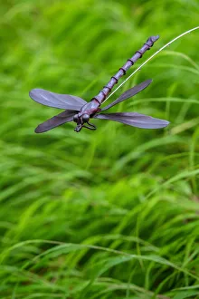 Images Dated 2022: Metal dragonfly garden ornament