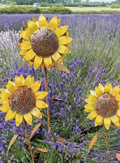 Lavender Prints: Metal sculptures of sunflowers in a field of blooming lavender in Sequim, Washington State