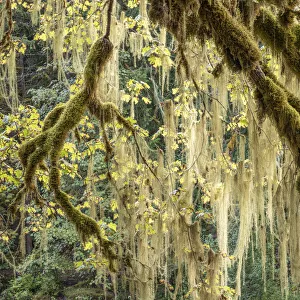 Square Format Prints: Methuselahs Beard (Usnea longissima) in a Bigleaf Maple tree, Washington