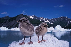 Images Dated 10th November 2005: mew gull, Larus canus, chicks sit on ice from Bear Glacier to avoid bugs, Bear Glacier Lake
