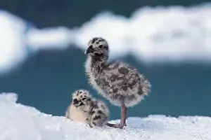 mew gull, Larus canus, chicks sit on ice from Bear Glacier to avoid bugs, Bear Glacier Lake