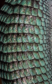 Images Dated 9th December 2024: Mexican alligator lizard