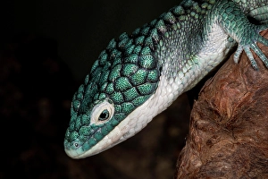 Prints of Mexican alligator lizard Images Dated 2024 December: Mexican alligator lizard