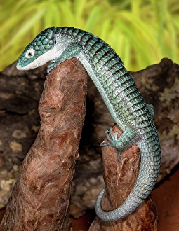 Images Dated 14th September 2024: Mexican alligator lizard