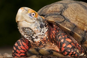 Mexican Box Turtle (Terrapene carolina mexicana), Captive. Mexico