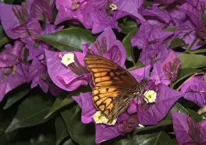 Images Dated 17th May 2007: Mexican butterfly (species not known to photographer)