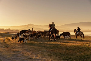Images Dated 7th April 2024: Mexican cowboys driving cattle from horseback. San Miguel de Allende