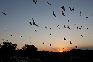 Images Dated 14th August 2008: Mexican Free-tailed Bats (Tadarida brasiliensis) nurse colony emerging from Frio Bat Cave at sunset