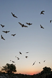 Nurse Prints: Mexican Free-tailed Bats (Tadarida brasiliensis) nurse colony emerging from Frio Bat Cave at sunset