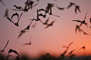 Images Dated 23rd April 2008: Mexican Free-tailed Bats (Tadarida braziliensis) emerging from Frio Bat Cave, Concan