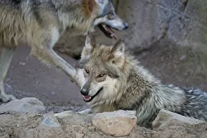 Betty Sederquist Prints: Mexican Gray Wolf goes eye to eye with the photographer