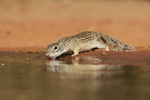 Mexican Ground Squirrel (Spermophilus mexicanus), adult drinking at pond, South Texas