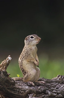 Mexican Ground Squirrel, Spermophilus mexicanus, adult, The Inn at Chachalaca Bend