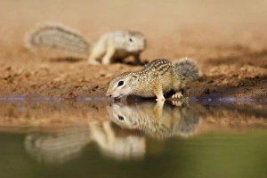 Images Dated 23rd August 2010: Mexican Ground Squirrel (Spermophilus mexicanus) drinking at a pond in south Texas