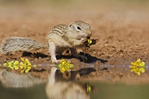 Mexican Ground Squirrel (Spermophilus mexicanus) drinking at a pond in south Texas