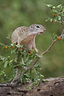 Images Dated 2nd June 2010: Mexican Ground Squirrel (Spermophilus mexicanus) feeding on granjeno (Celtis pallida)