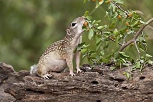 Mexican Ground Squirrel (Spermophilus mexicanus) feeding on granjeno (Celtis pallida)