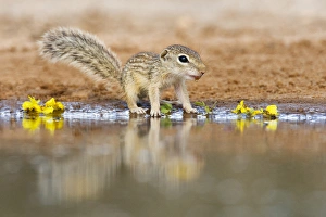 Images Dated 27th June 2011: Mexican Ground Squirrel (Spermophilus mexicanus) juveniles chasing / playing