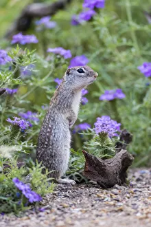 Kinney Co Prints: Mexican Groundsquirrel [now Rio Grande Ground Squirre] (Ictidomys parvidens) in