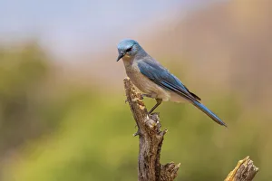 Mexican Jay, Pima County, Arizona
