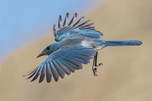 Alight Prints: Mexican jay preparing to alight in the desert of southern Arizona