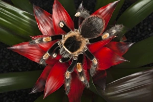 Images Dated 6th November 2010: Mexican Red-Kneed Tarantula (Brachypelma smithi), Mexico