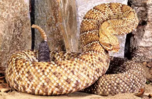 Images Dated 28th February 2007: Mexican West Coast Rattlesnake Crotalus basiliscus Native to Western Mexico