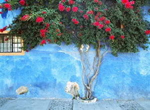 Weathered Prints: Mexico, Ajijic. Bougainvillea against wall