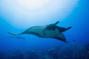 Images Dated 27th March 2006: Mexico, Baja California, Biosphere Reserve, Revillagigedo Islands, San Benedicto Island