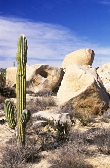 Mexico, Baja California, Catavina, Cardon Cactus at Catvina Rock Garden